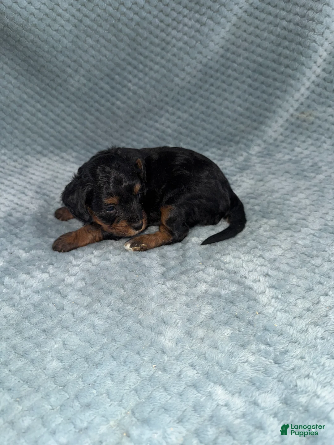 Cavapoo dogs for sale: Cavapoo Puppy 7 - Ad 11