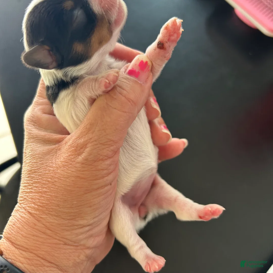 Yorkshire Terrier dogs for sale: Yorkshire Terrier Puppy 3 - Ad 1