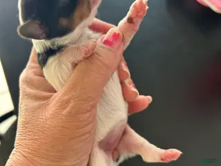 Yorkshire Terrier dogs for sale: Yorkshire Terrier Puppy 3 - Ad 3