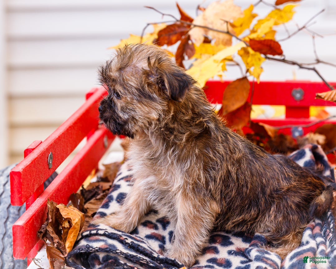 Shorkie dogs for sale: Lanae - Ad 4