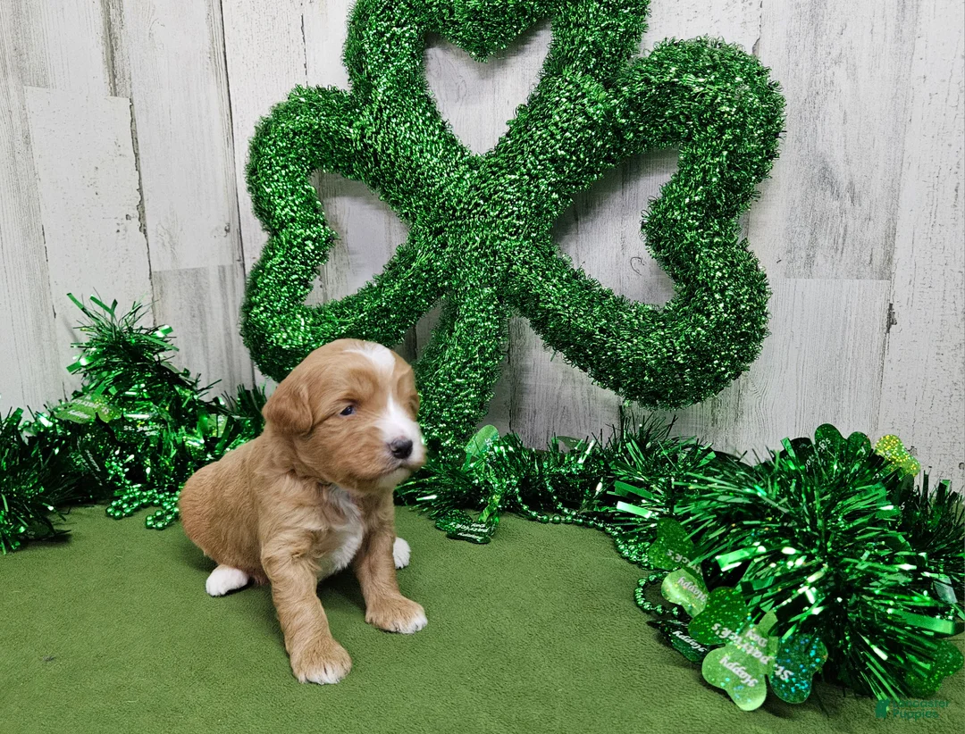 Mini Bernedoodle dogs for sale: F1b Megan - Ad 1