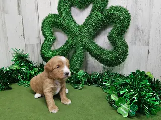 Mini Bernedoodle dogs F1b Megan - Ad 24