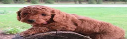 Mini Goldendoodle dogs for sale: Marshmallow  - Ad 1