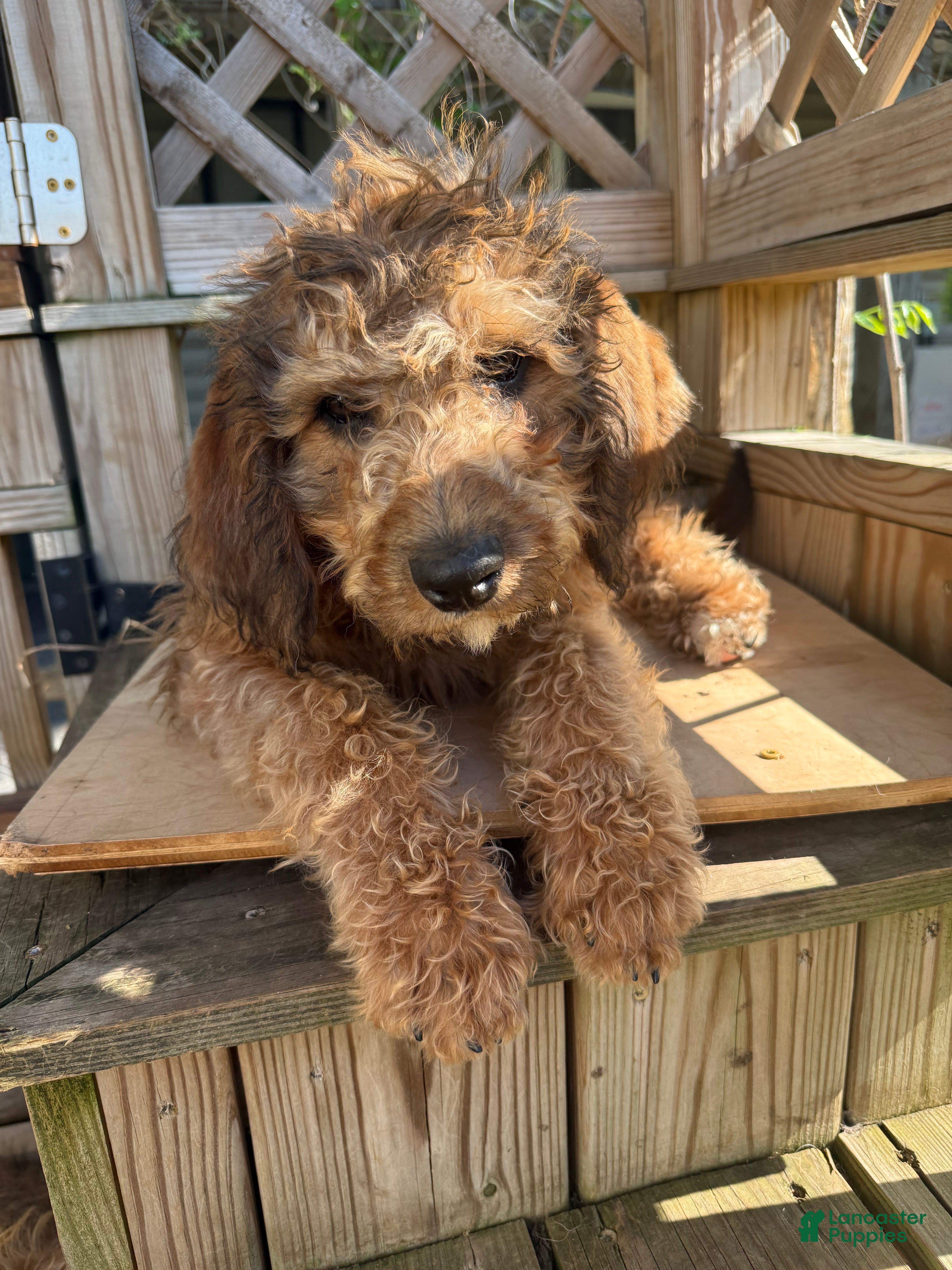 Mixed Breed dogs Sandy - Ad 2