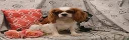 Cavalier King Charles Spaniel dogs for sale: Luna - Ad 9