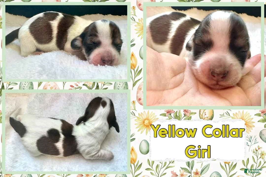 Miniature Dachshund dogs for sale: Miniature Dachshund Puppy 2 - Ad 1