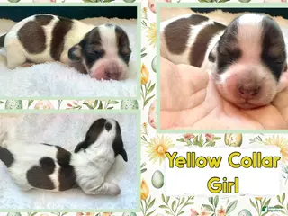 Miniature Dachshund dogs for sale: Miniature Dachshund Puppy 2 - Ad 1