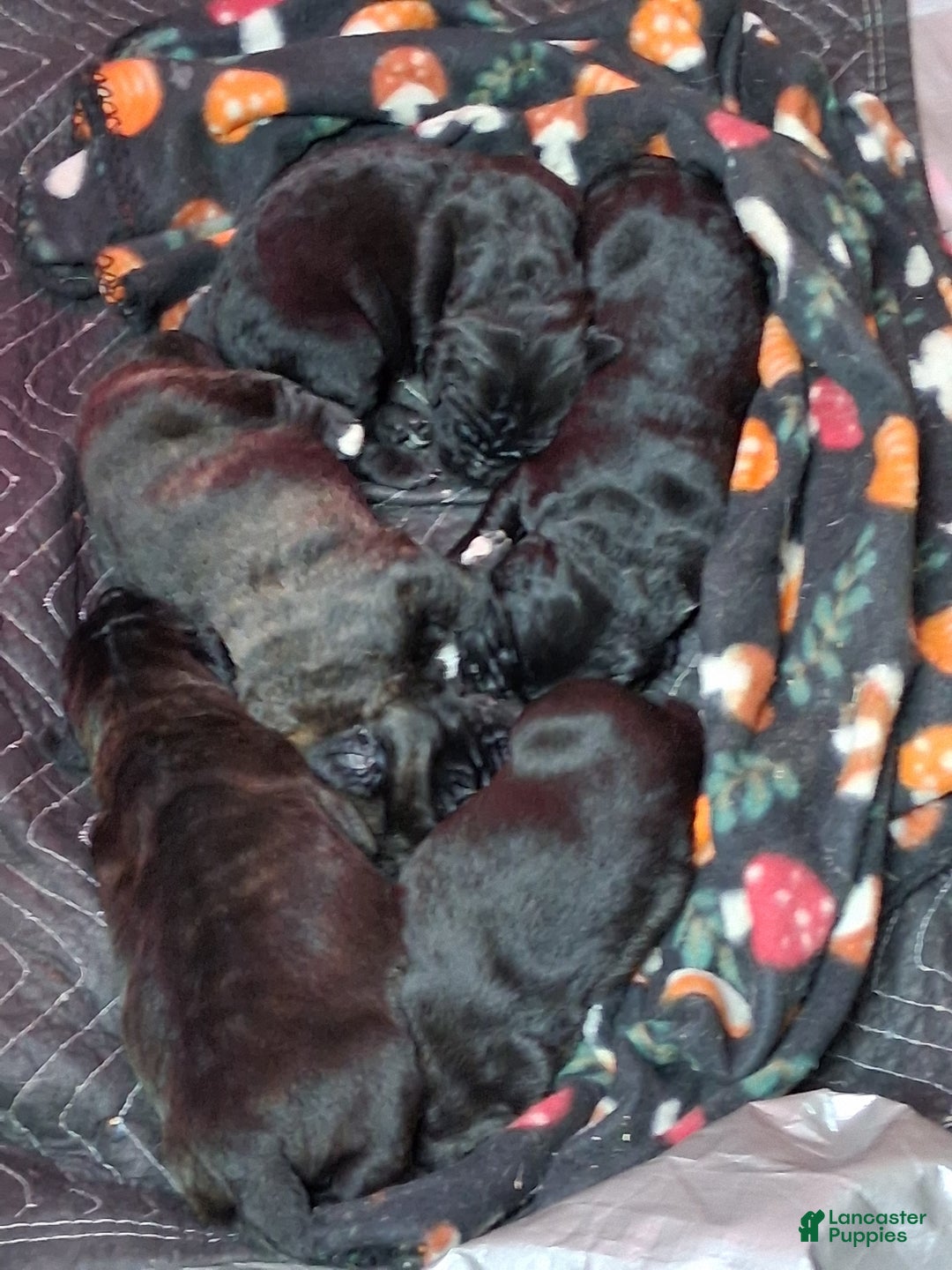 Mixed Breed dogs for sale: Mixed Breed Puppy 3black - Ad 1
