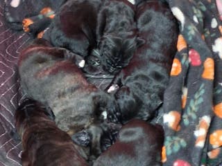 Mixed Breed dogs Mixed Breed Puppy 3black - Ad 19