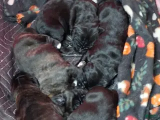 Mixed Breed dogs Mixed Breed Puppy 3black - Ad 14