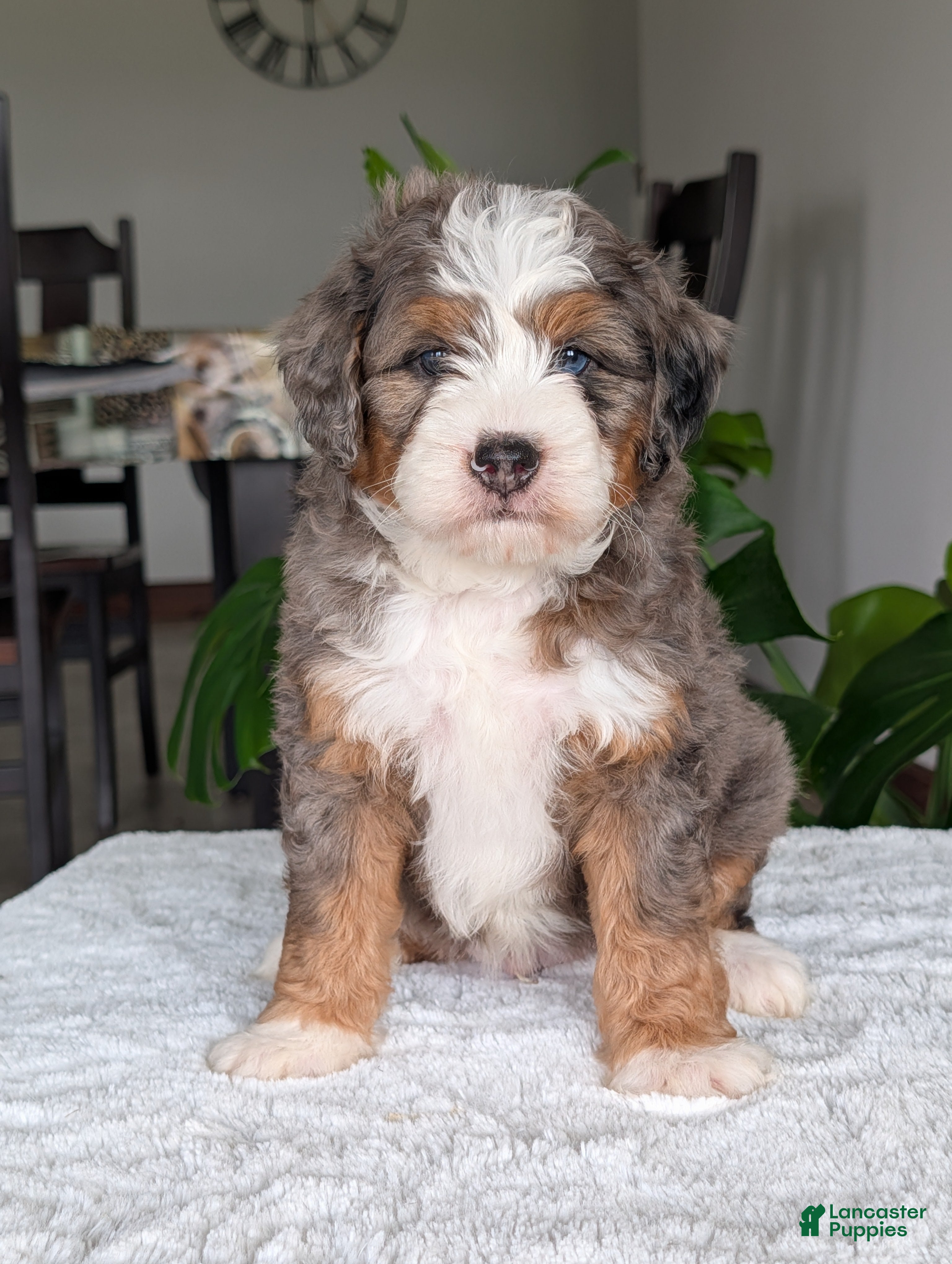 Mini Bernedoodle dogs Mini Bluey - Ad 2