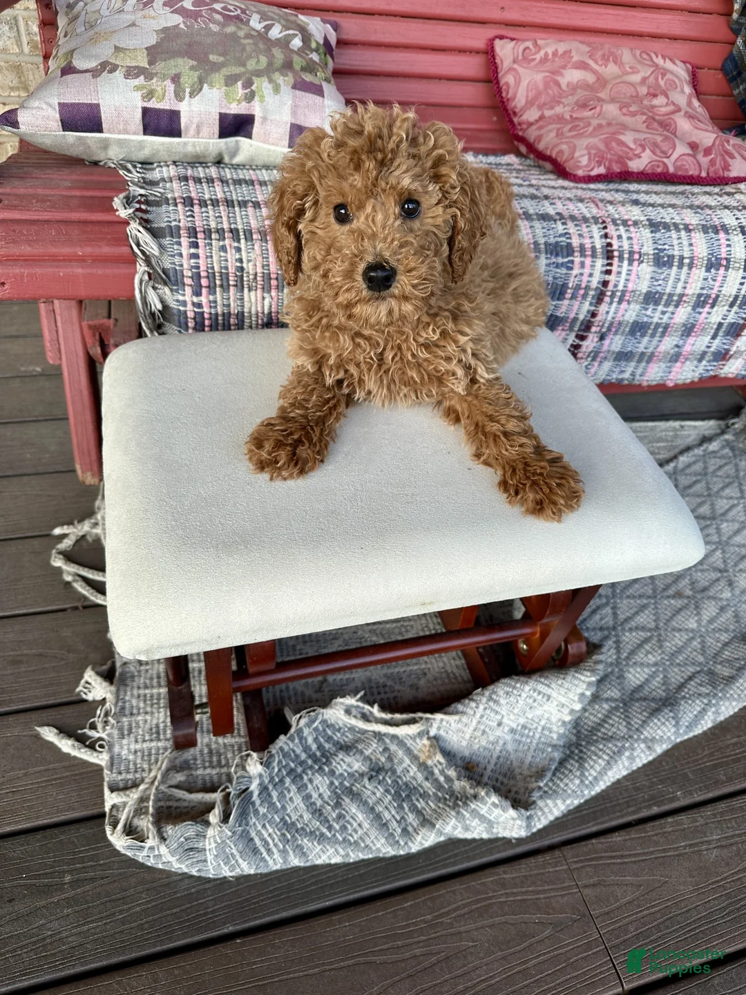 Miniature Labradoodle dogs for sale: Hugo - Ad 1