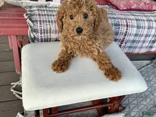 Miniature Labradoodle dogs Hugo - Ad 8