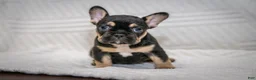 French Bulldog dogs for sale: Francine - Ad 2