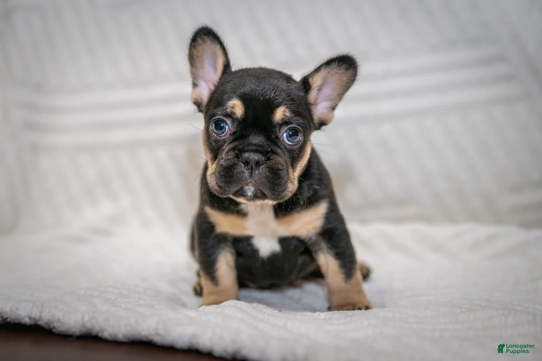 French Bulldog dogs for sale: Francine - Ad 2