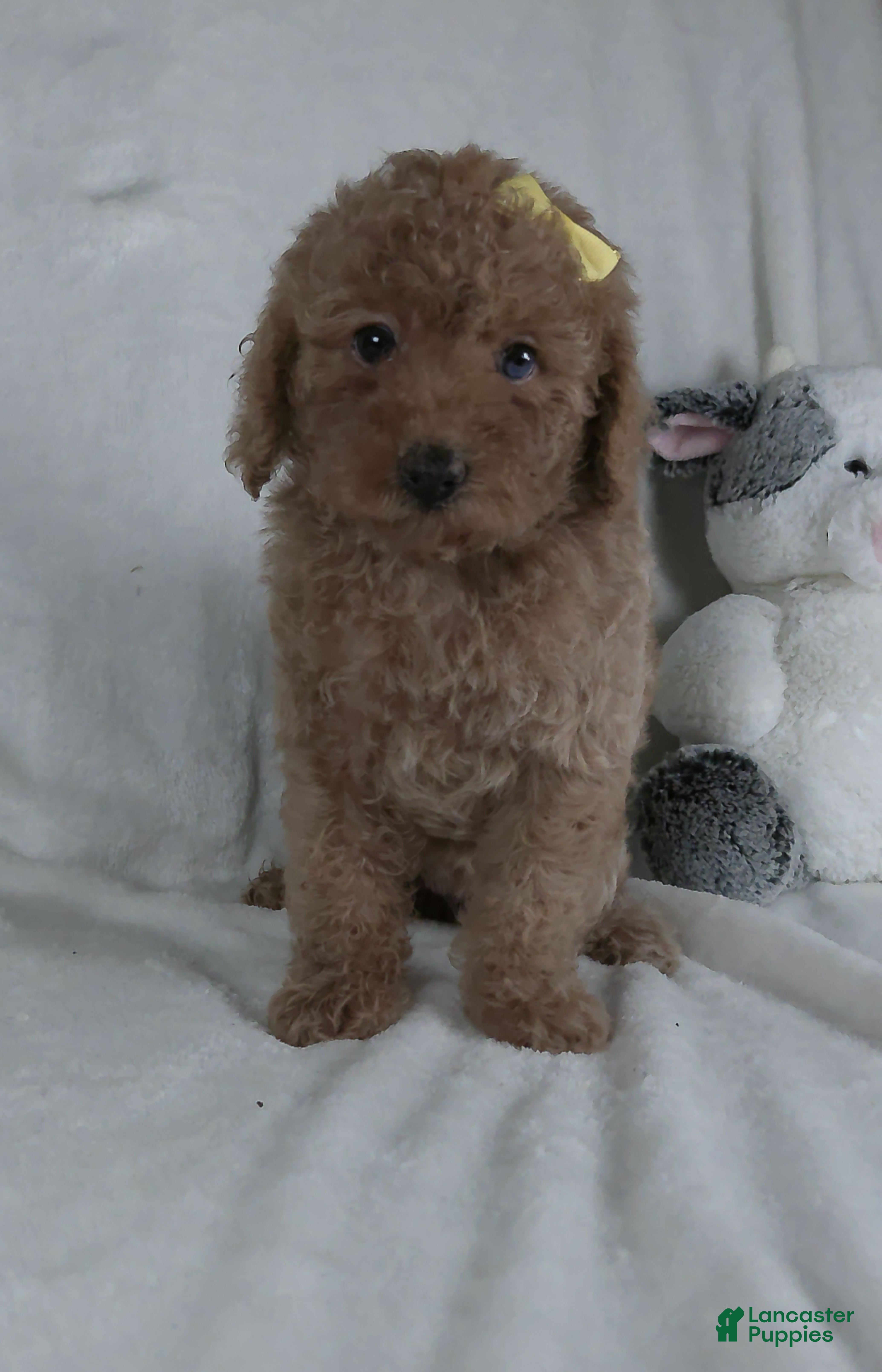 Miniature Poodle dogs Jenna - Ad 1