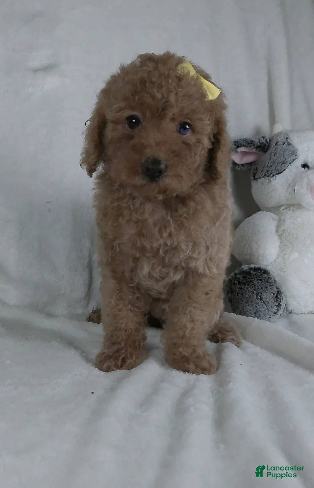 Miniature Poodle dogs for sale: Jenna - Ad 1