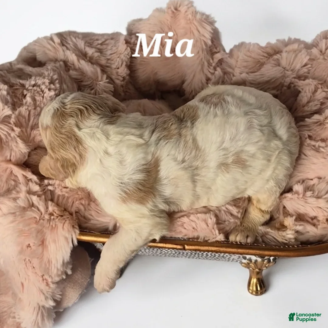 Mixed Breed dogs for sale: Mia - Ad 2