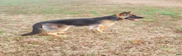 German Shepherd dogs for sale: Black Male - Ad 8