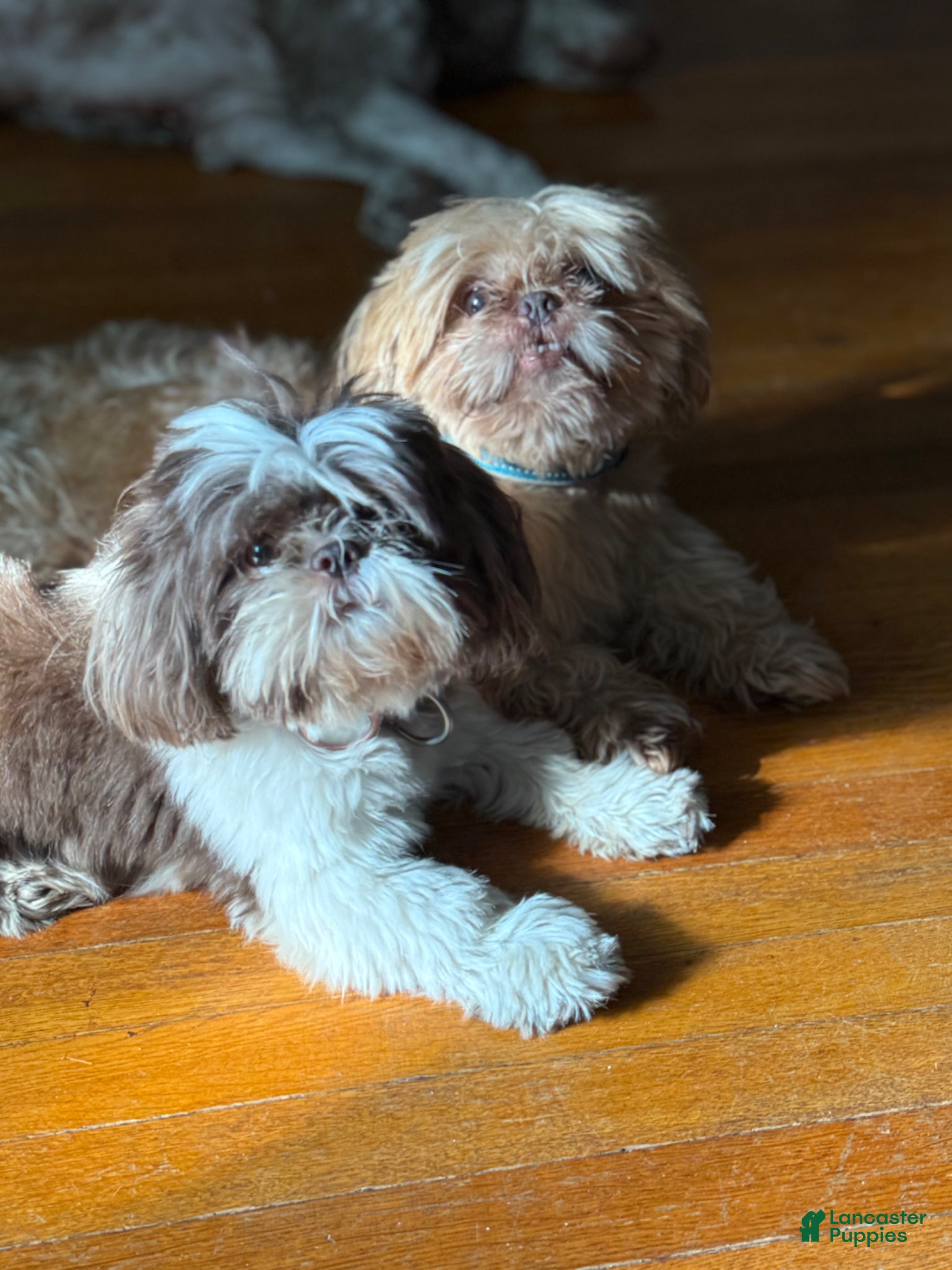Shih Tzu dogs for sale: Blossom - Ad 5