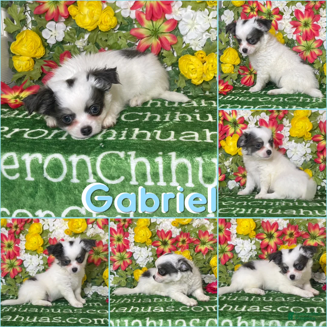 Chihuahua dogs for sale: Gabriel Blue Spotted - Ad 2
