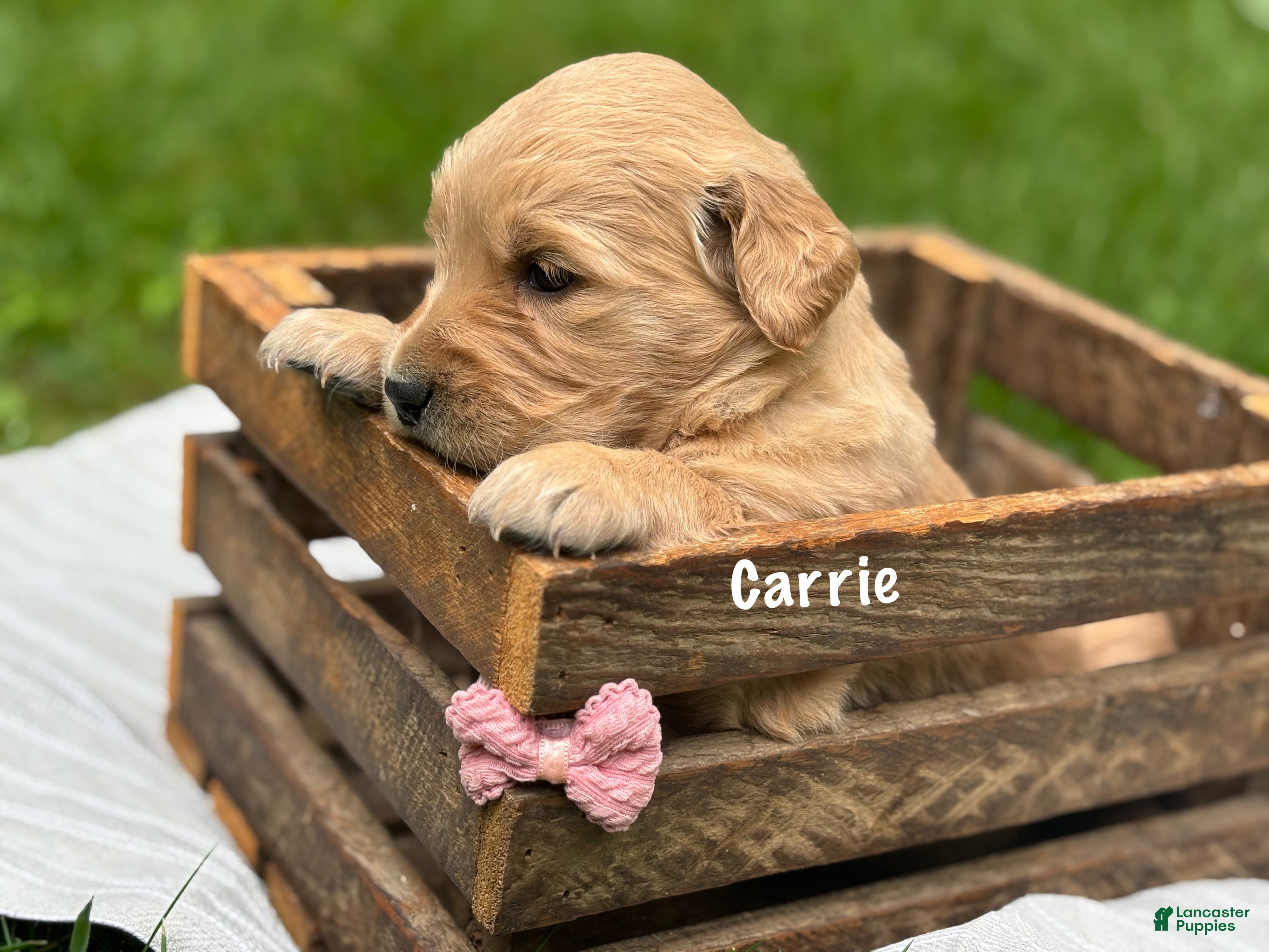 Golden Retriever dogs Carrie - Ad 1