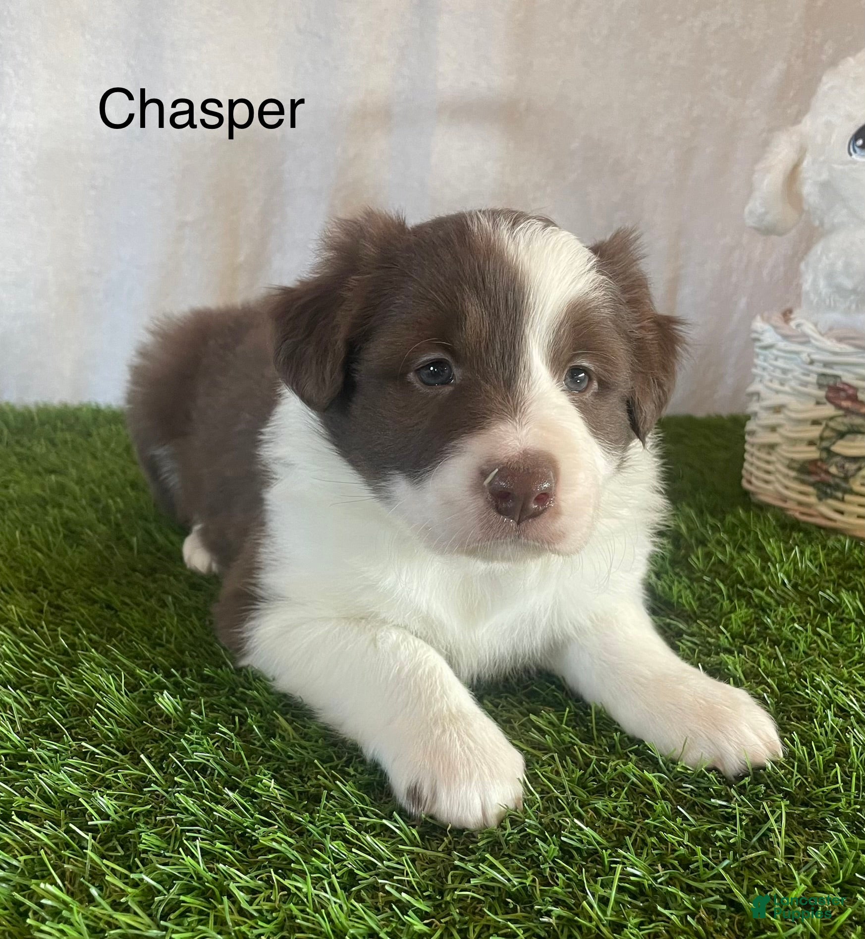 Border Collie dogs Border Collie Puppy 1  - Ad 1