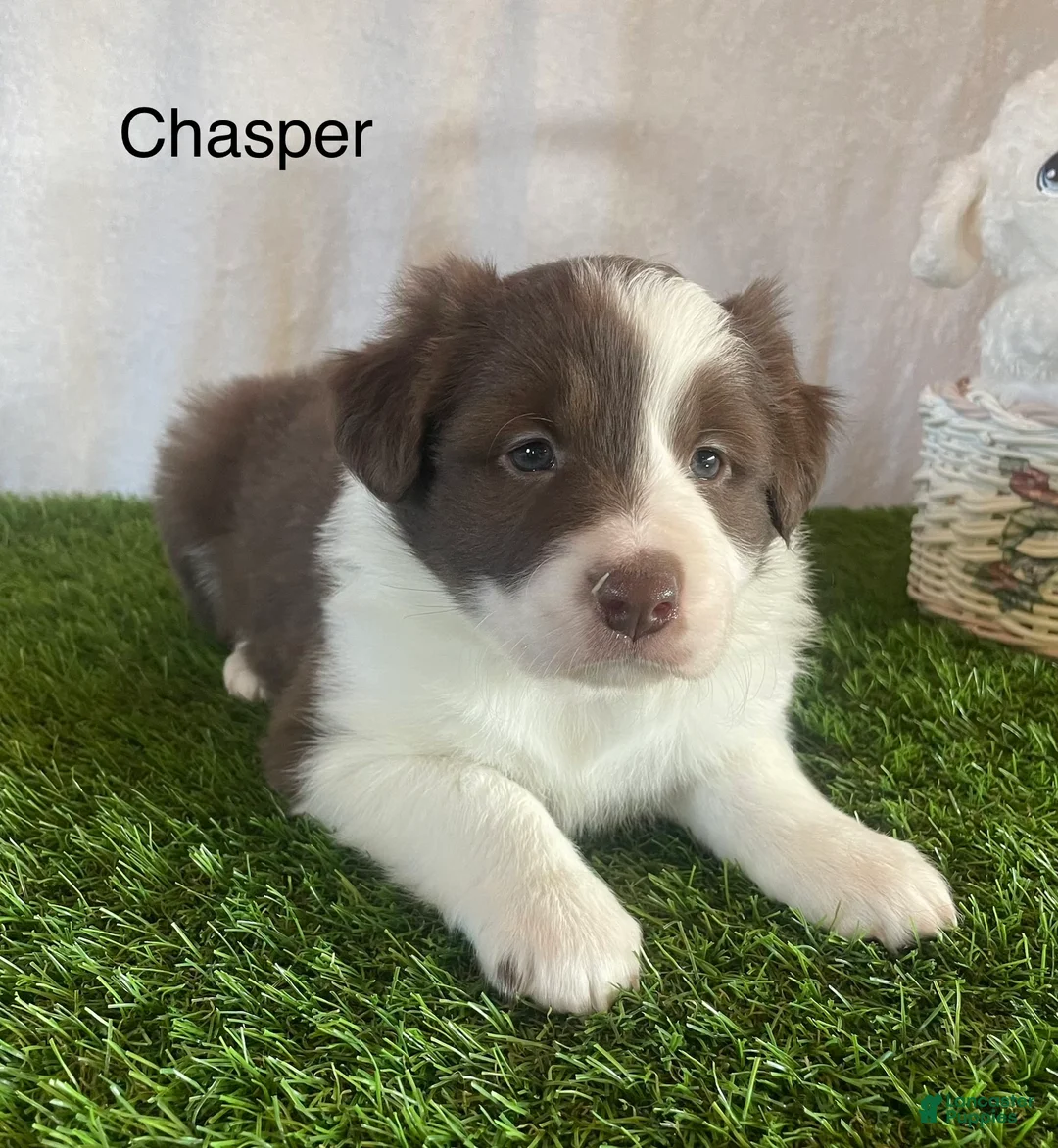 Border Collie dogs for sale: Border Collie Puppy 1  - Ad 1