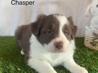 Border Collie dogs for sale: Border Collie Puppy 1 - Ad 4