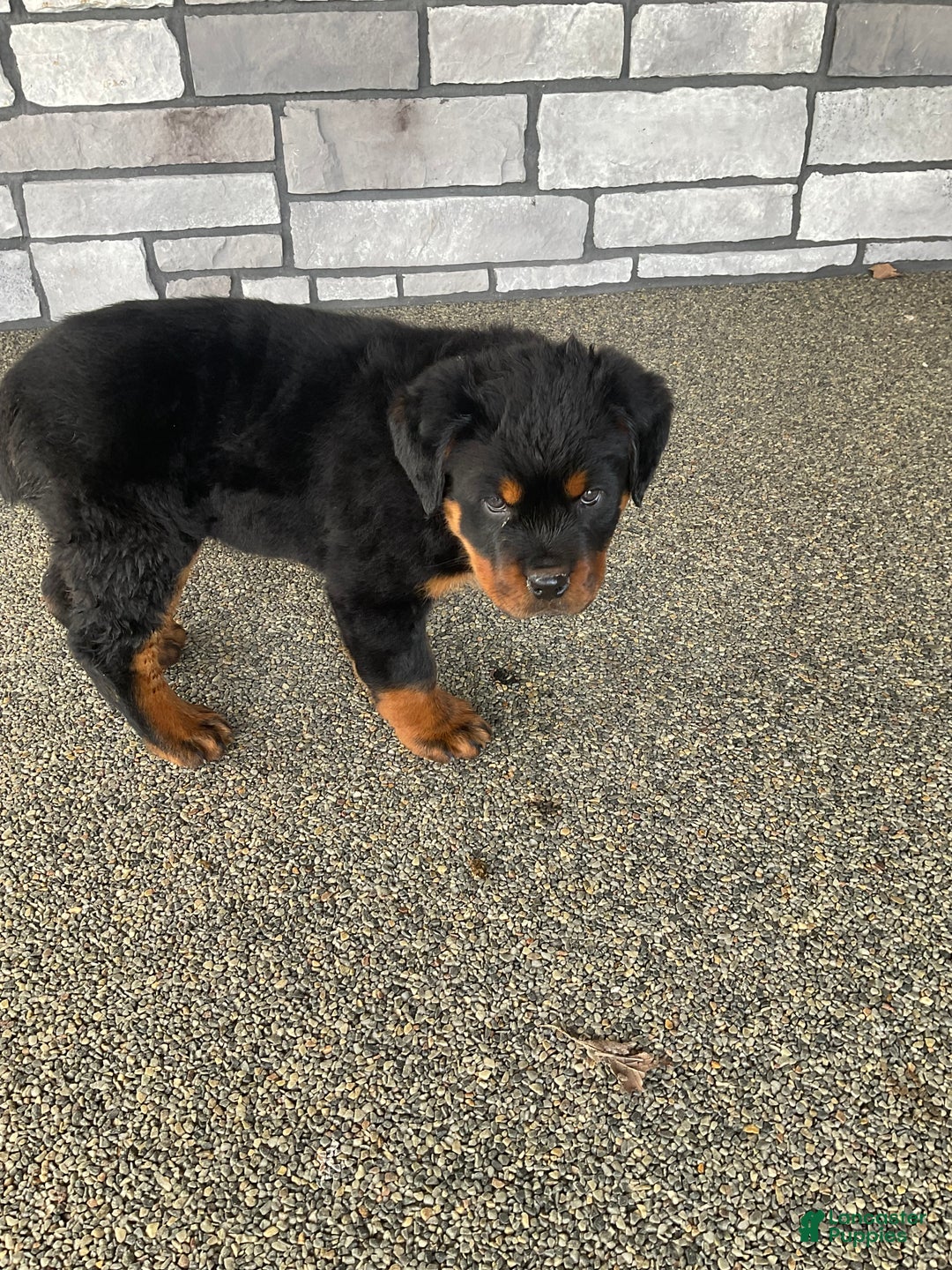 Rottweiler dogs for sale: Rottweiler Puppy 1 - Ad 3