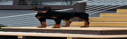 Doberman Pinscher dogs for sale: Female with ear crop - Ad 2