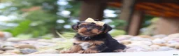 Yorkiepoo dogs for sale: Torte - Ad 5