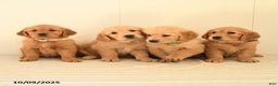 Golden Retriever dogs for sale: Walnut - Ad 14