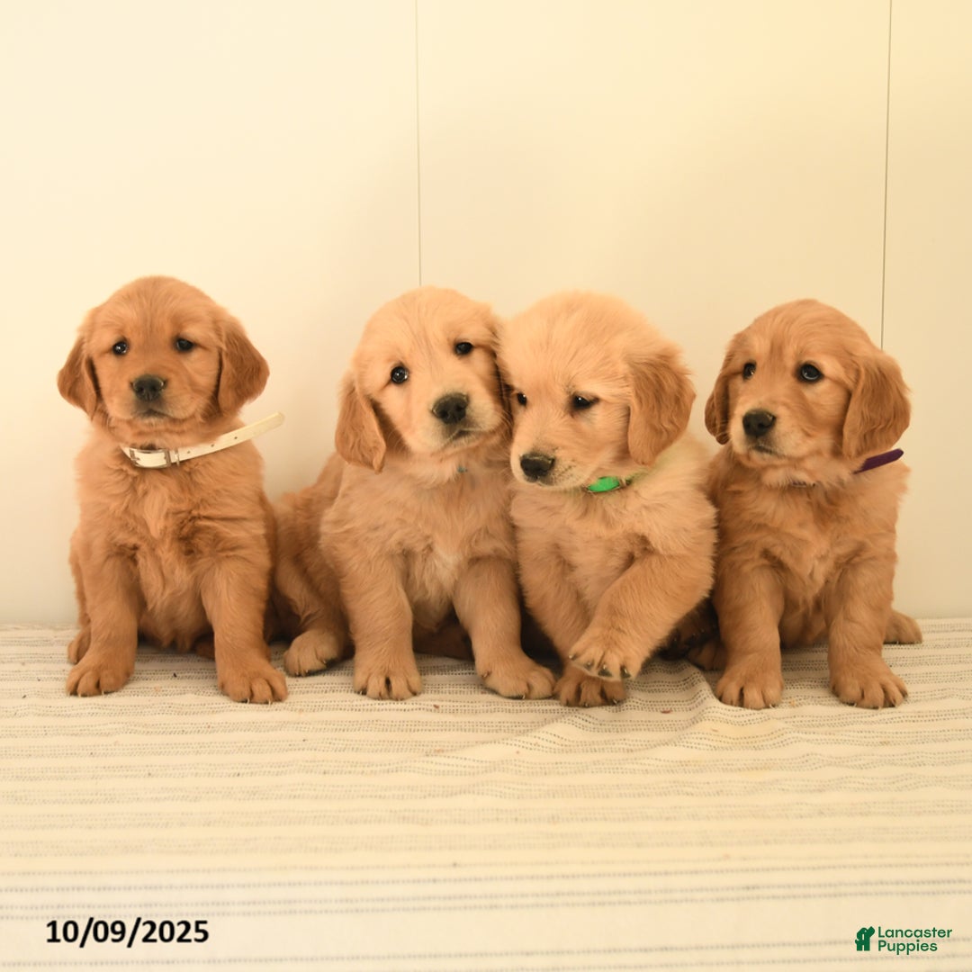 Golden Retriever dogs for sale: Walnut - Ad 14
