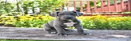 Great Dane dogs for sale: Lilly - Ad 3