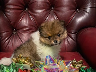 Pomeranian dogs Pomeranian Puppy 2 - Ad 22