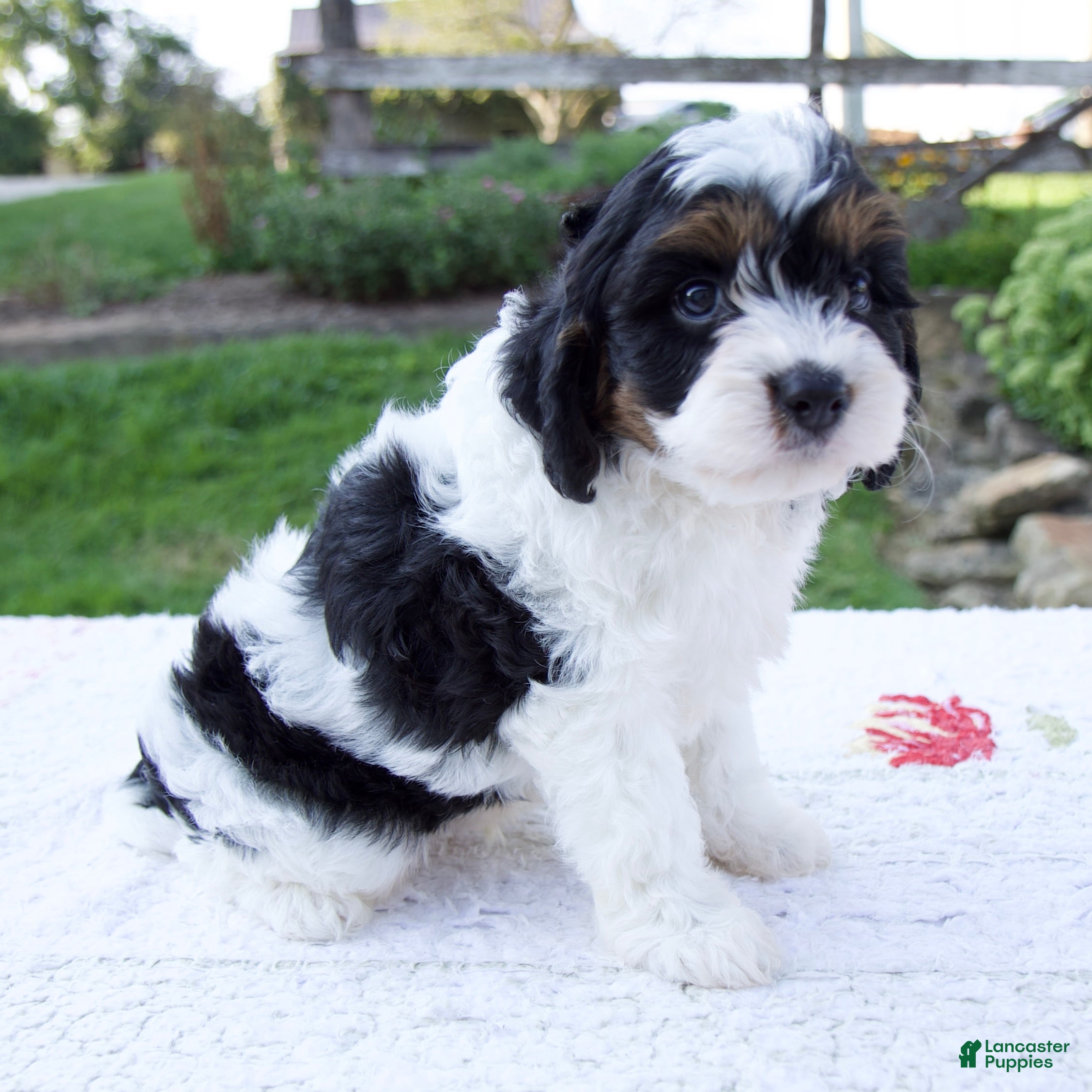Cavapoo dogs Joey - Ad 2