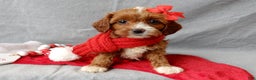 Cavapoo dogs for sale: Noelle - Ad 1