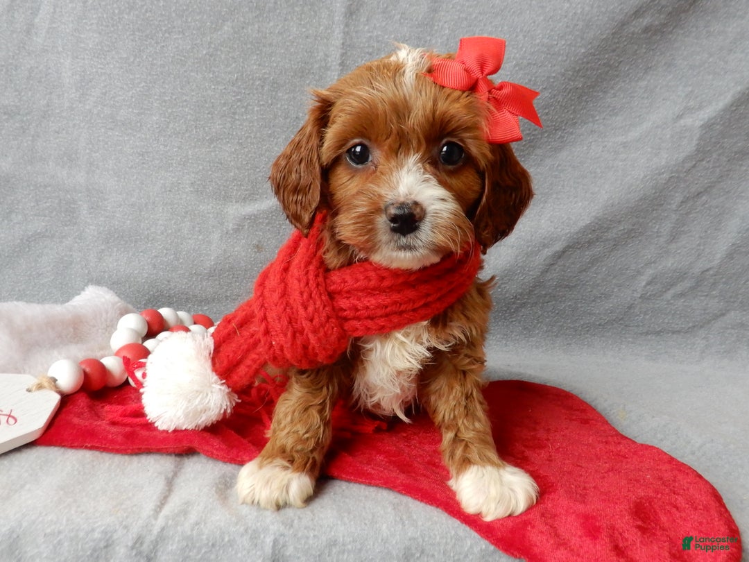 Cavapoo dogs for sale: Noelle - Ad 1