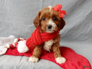 Cavapoo dogs Noelle - Ad 40