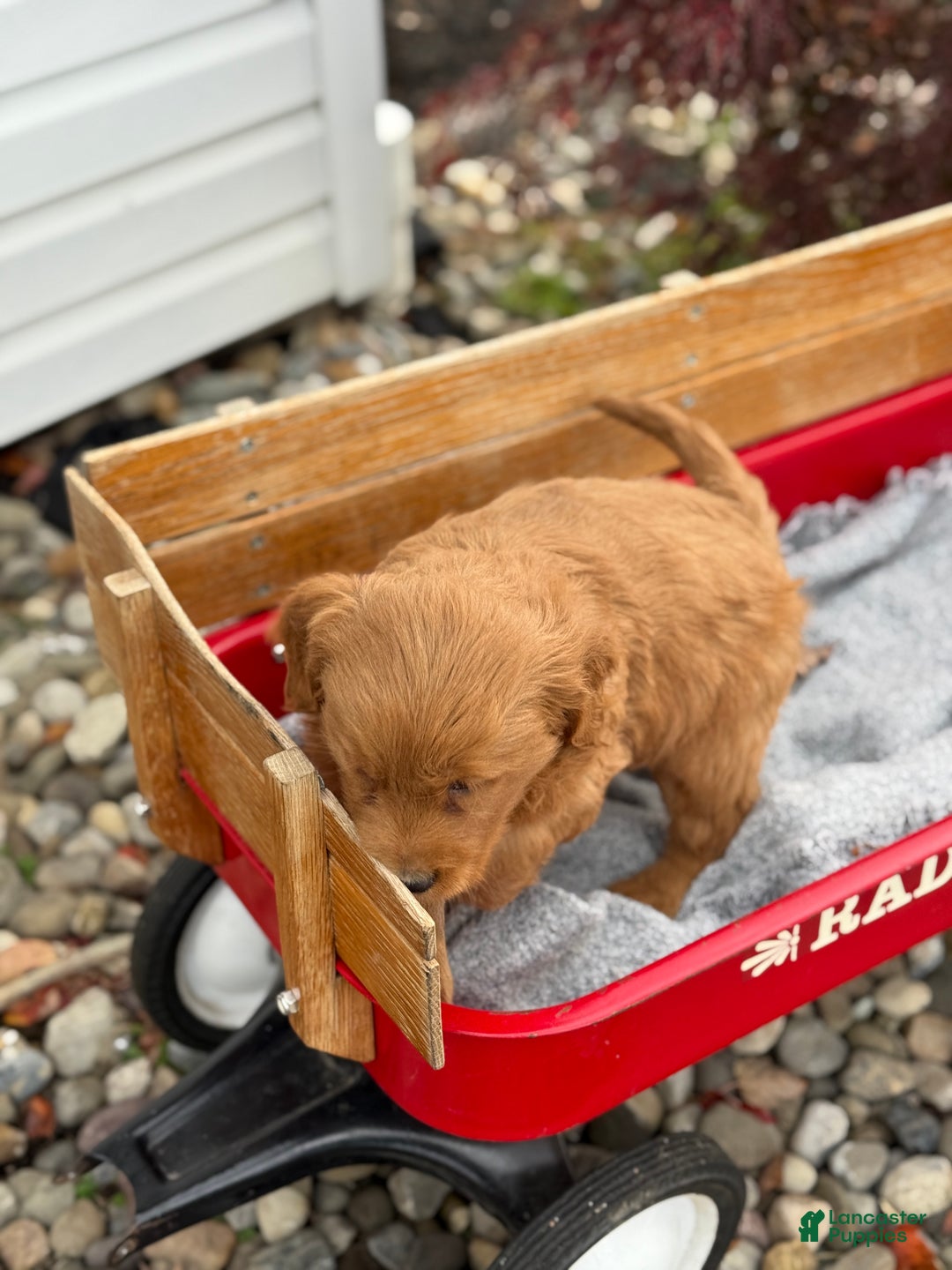 Goldendoodle dogs for sale: Bunnie - Ad 4