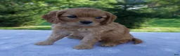 Mixed Breed dogs for sale: Rosie - Ad 6