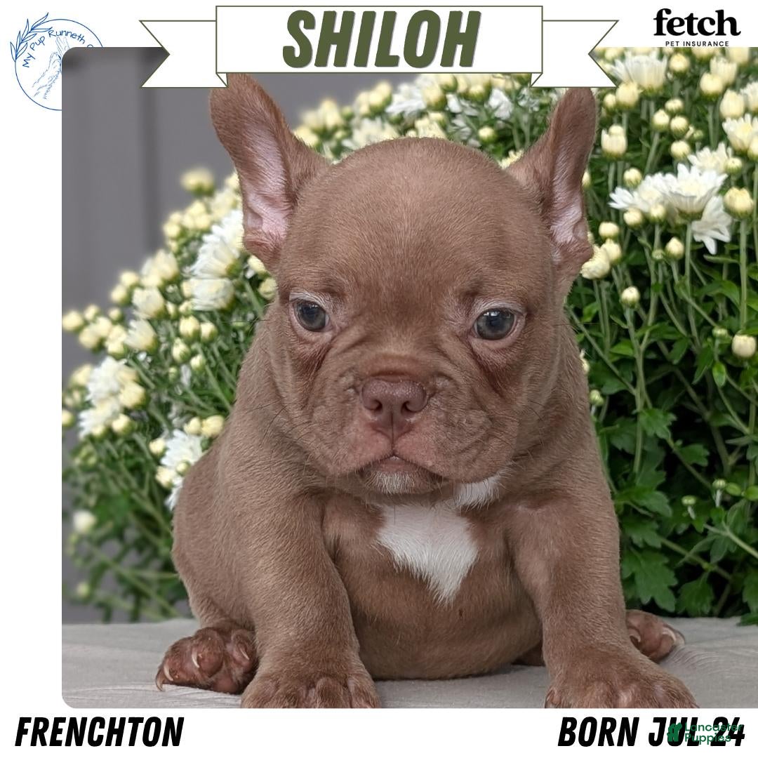 Frenchton dogs Shiloh - Ad 1