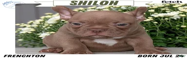 Shiloh