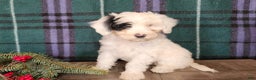 Mini Bernedoodle dogs for sale: Sparkle - Ad 4