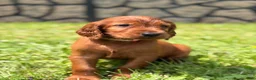 Irish Setter dogs for sale: Light pink collar  - Ad 4