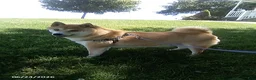 Shiba Inu dogs for sale: Michelle - Ad 3