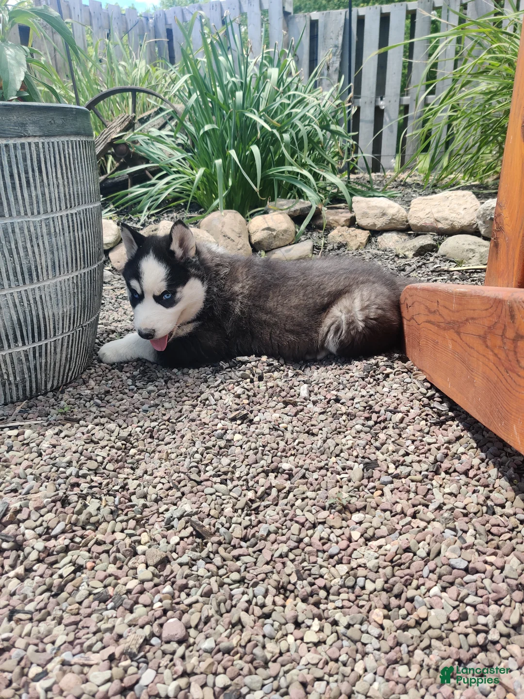 Siberian Husky dogs for sale: Lily - Ad 6