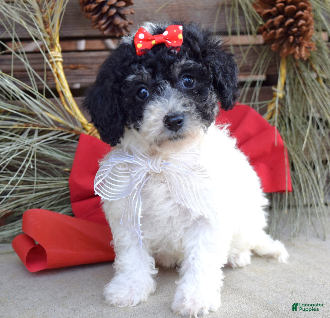 Bichpoo dogs for sale: Lola - Ad 7