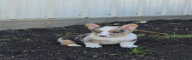 Samson
